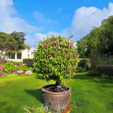 Bougainvillea Pompom - Ball Shape